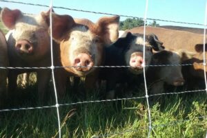 Temperatures Influence Hog Market & Heat Up Lamb Prices
